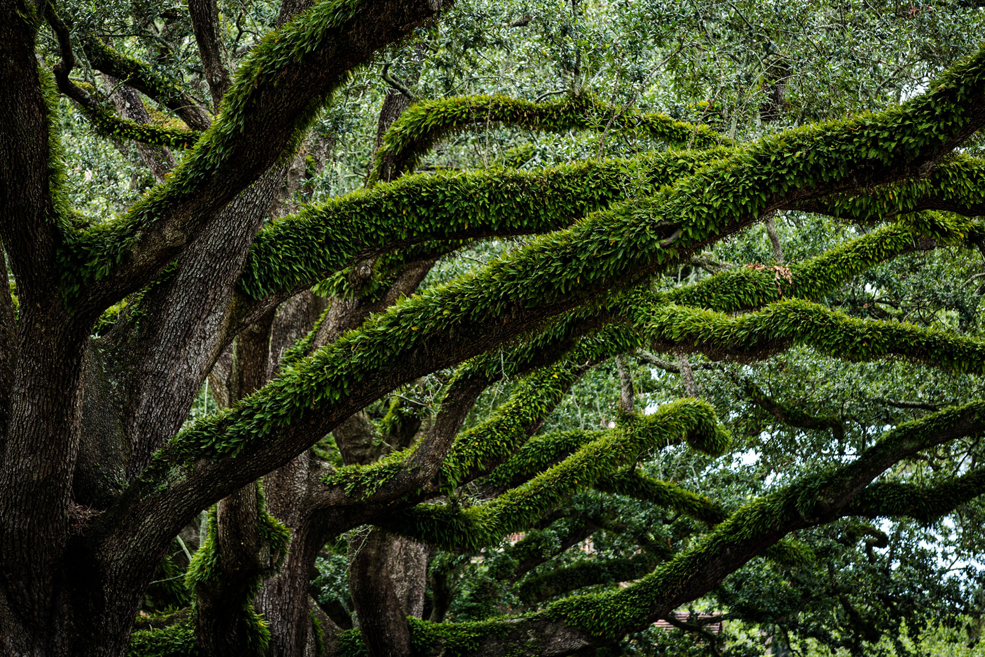 Oak Trees